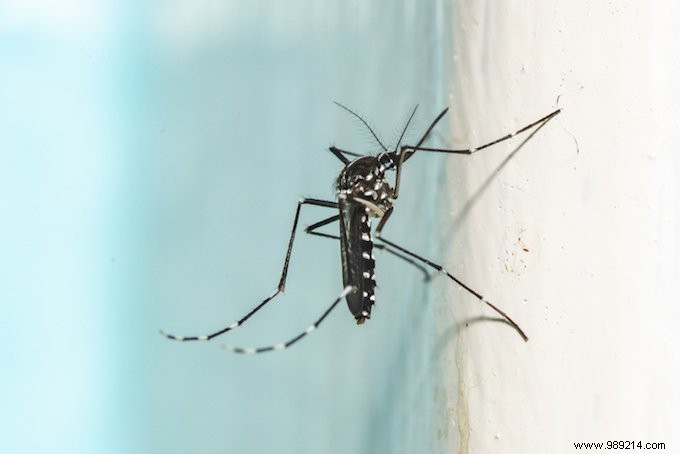 How to Protect Yourself from Tiger Mosquitoes: Expert Tips on Identification, Prevention, and Risks