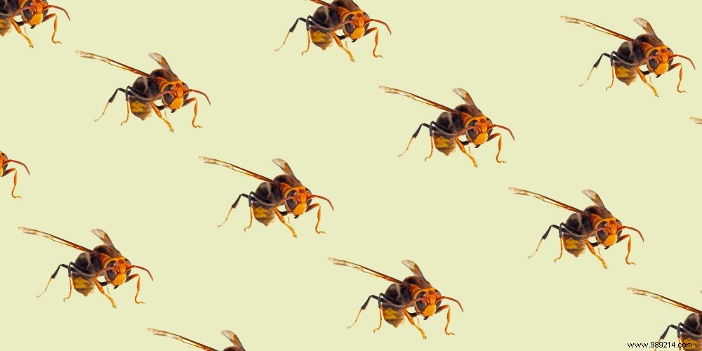 Asian Hornet: Identification, Dangers, and Safe Response Guide