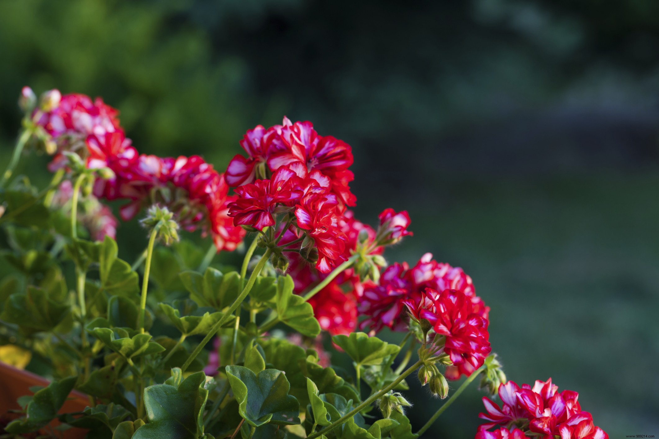 Expert Aromatherapy Guide: RevelEssence Treatments for Radiant Skin