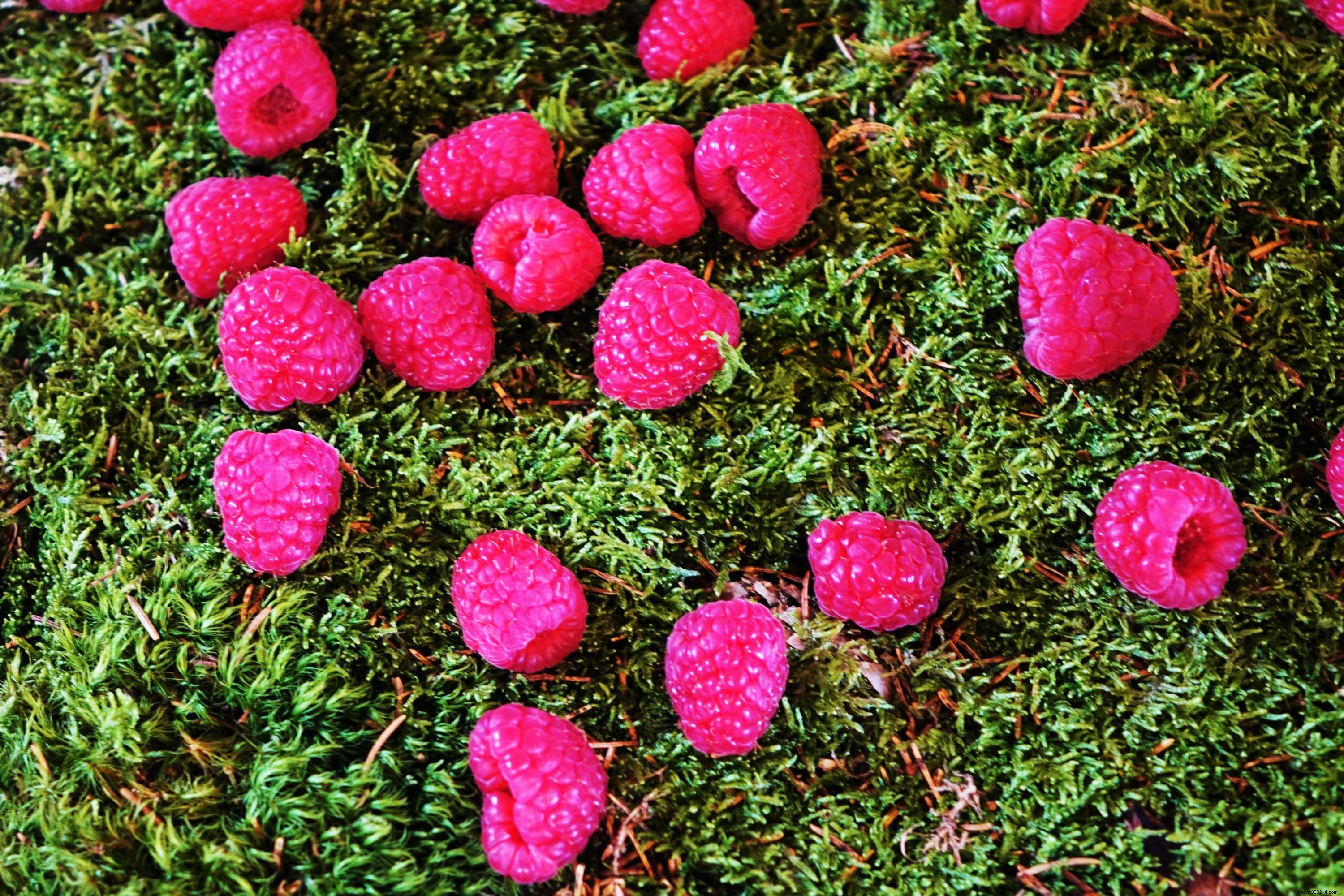 7 Essential Insights on Fruits and Vegetables for Health and Wellness