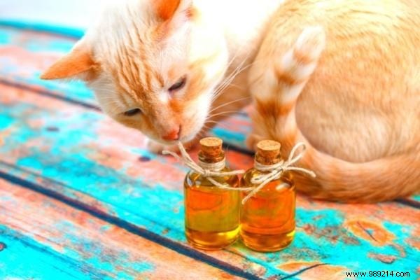 20 Proven Olive Oil Uses for Beauty, Home, Clothes, and Pets