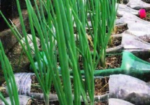 17 Genius Ways to Upcycle Plastic Bottles: Eco-Friendly DIY Projects