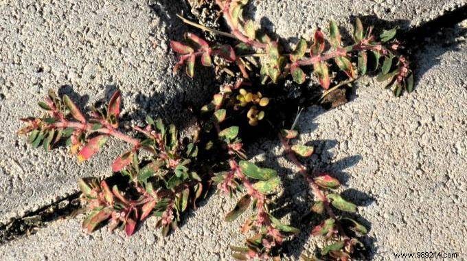 Proven Natural Weed Killer: Grandpa s Potato Water Trick for Chemical-Free Gardens