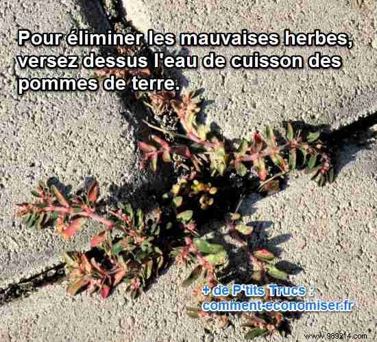 Proven Natural Weed Killer: Grandpa s Potato Water Trick for Chemical-Free Gardens