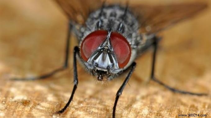 10 Proven Grandma s Remedies to Keep Flies Out of Your Home Naturally
