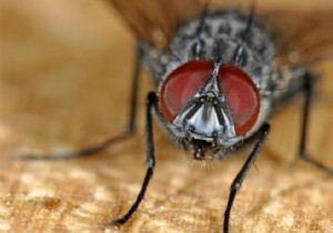 10 Proven Grandma s Remedies to Keep Flies Out of Your Home Naturally