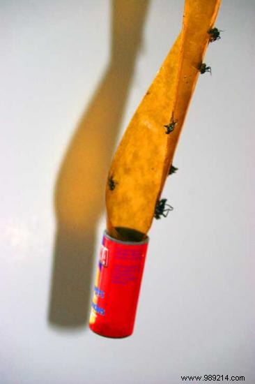 10 Proven Grandma s Remedies to Keep Flies Out of Your Home Naturally