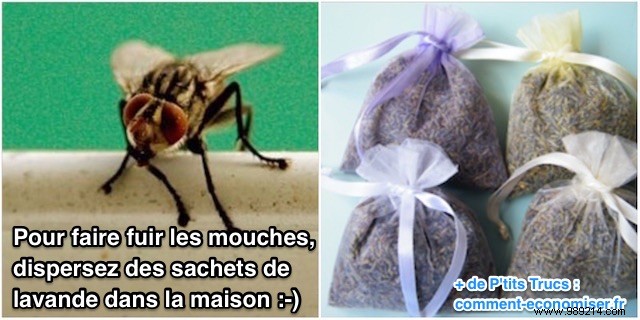 Natural Lavender Trick: Proven Way to Repel Flies from Your Home