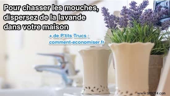 Natural Lavender Trick: Proven Way to Repel Flies from Your Home