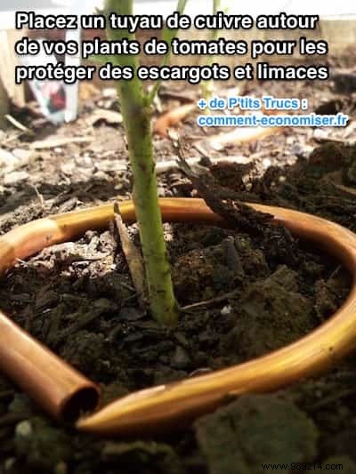 Protect Your Flowers and Veggies from Snails Naturally with Copper Tape