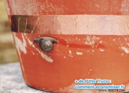 Protect Your Flowers and Veggies from Snails Naturally with Copper Tape