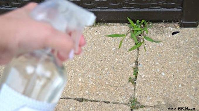 Proven 2-Minute Natural Weed Killer: Vinegar and Lemon Juice for a Weed-Free Garden