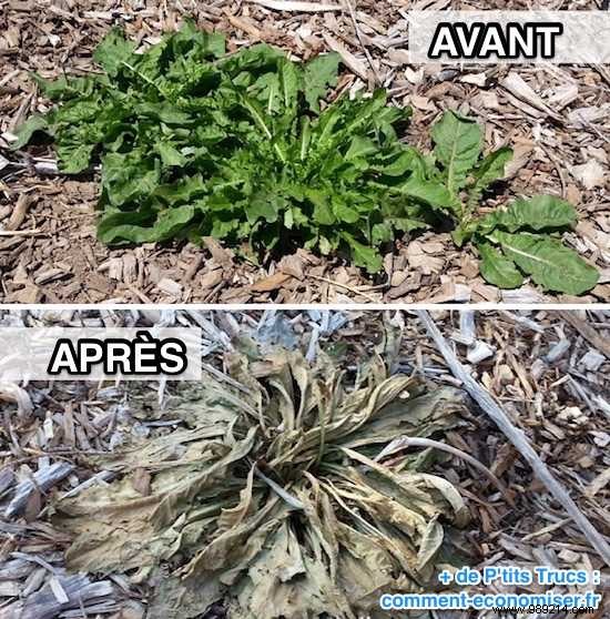 Proven 2-Minute Natural Weed Killer: Vinegar and Lemon Juice for a Weed-Free Garden