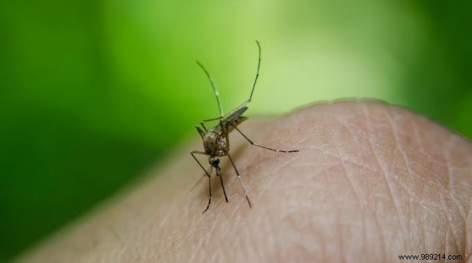 5 Proven Natural Mosquito Repellents That Actually Work