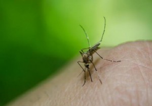 5 Proven Natural Mosquito Repellents That Actually Work
