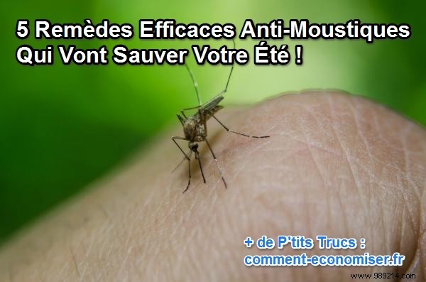 5 Proven Natural Mosquito Repellents That Actually Work