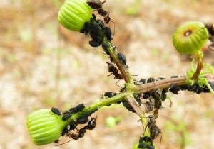 Repel Ants Naturally with Coffee Grounds: A Proven, Eco-Friendly Solution