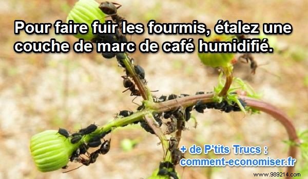 Repel Ants Naturally with Coffee Grounds: A Proven, Eco-Friendly Solution