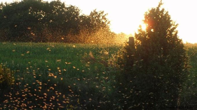 Proven Natural Tips to Repel Mosquitoes Effectively This Summer