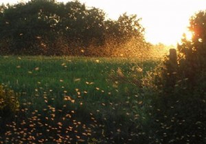 Proven Natural Tips to Repel Mosquitoes Effectively This Summer