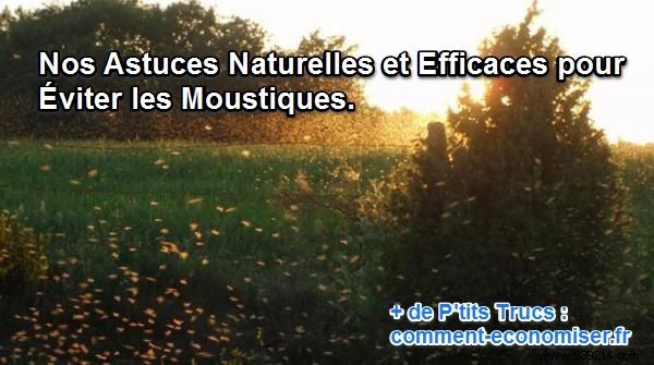 Proven Natural Tips to Repel Mosquitoes Effectively This Summer