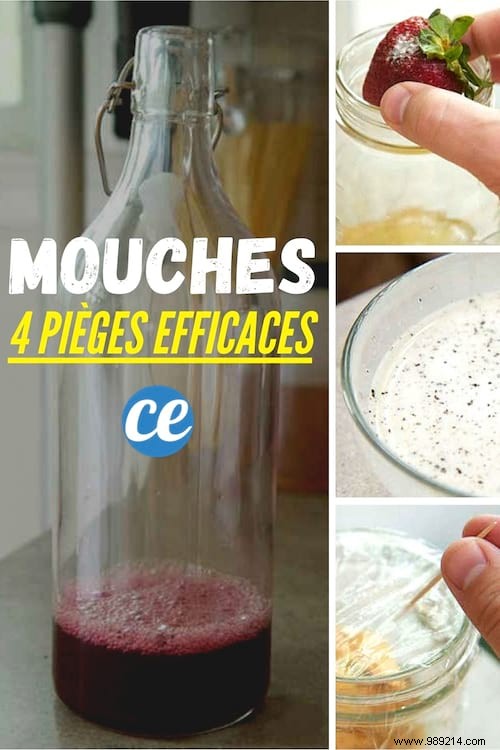 4 Proven Homemade Fly Traps to Eliminate Flies Naturally at Home