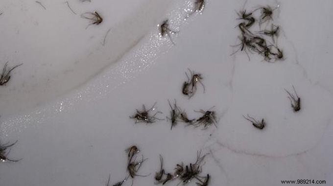 Effortless DIY Mosquito Trap: Catch Swarms with a Simple Oily Bowl