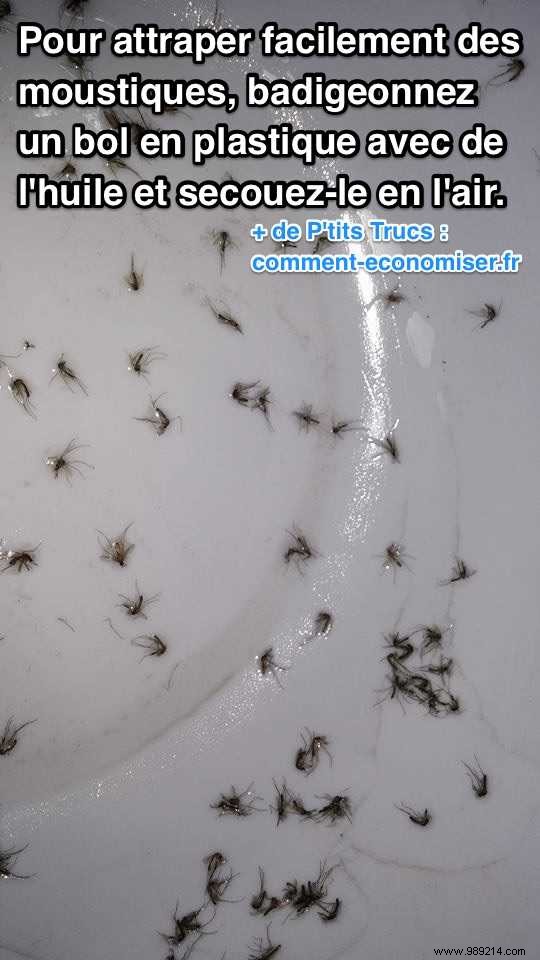 Effortless DIY Mosquito Trap: Catch Swarms with a Simple Oily Bowl