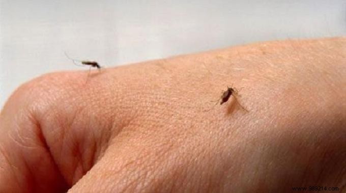 Soothe Mosquito Bites Fast: The Proven Parsley Remedy