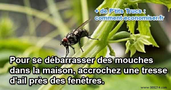 Natural Garlic Remedy: The Proven Way to Repel House Flies Effectively