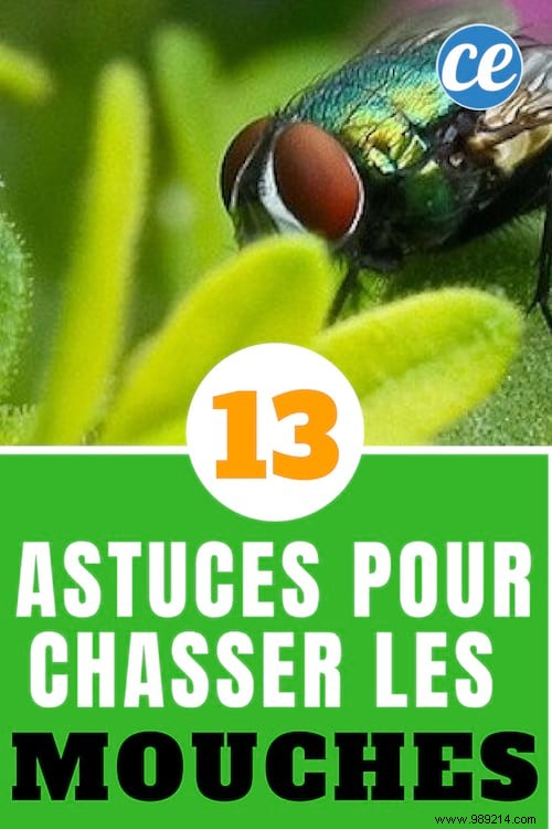 13 Proven Natural Remedies to Eliminate Flies from Your Home Forever