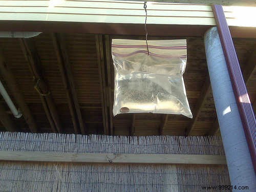 13 Proven Natural Remedies to Eliminate Flies from Your Home Forever