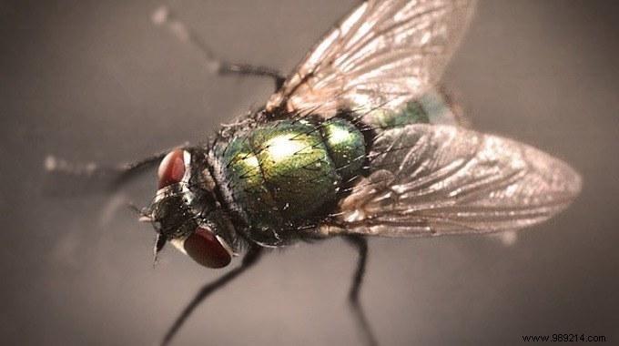 13 Proven Natural Remedies to Eliminate Flies from Your Home Forever