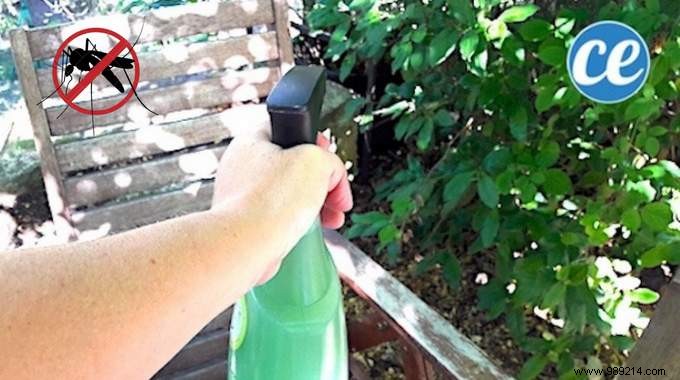 Proven Homemade Mosquito Repellent Spray: Enjoy Bite-Free Garden Evenings