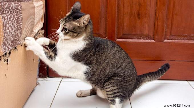 Protect Furniture from Cat Scratches: White Vinegar as a Proven Natural Repellent