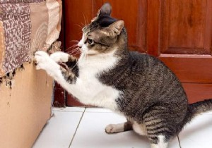 Protect Furniture from Cat Scratches: White Vinegar as a Proven Natural Repellent