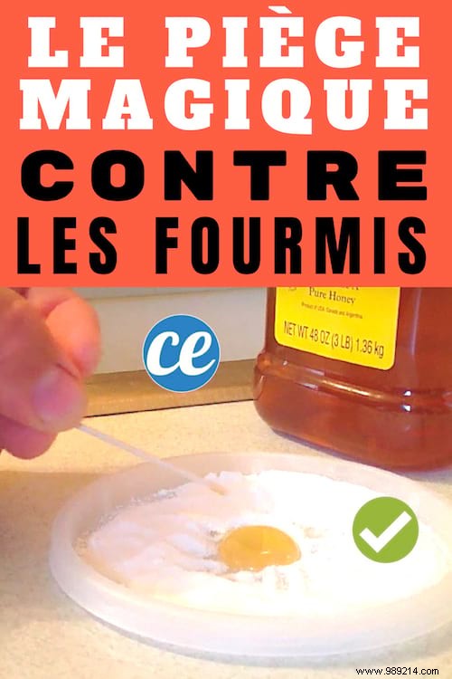 Eliminate Ants Naturally: Proven Baking Soda and Honey Trap