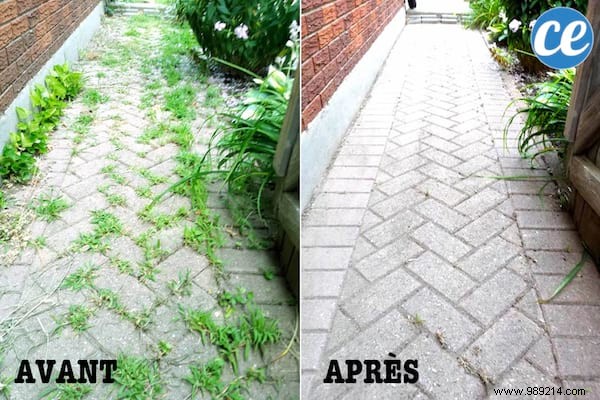 How to Eliminate Driveway Weeds Naturally and Prevent Regrowth: My Proven 3-Step Method
