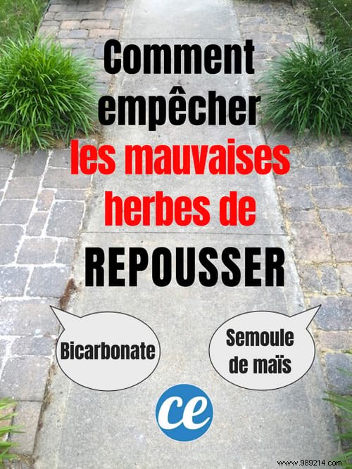 How to Eliminate Driveway Weeds Naturally and Prevent Regrowth: My Proven 3-Step Method