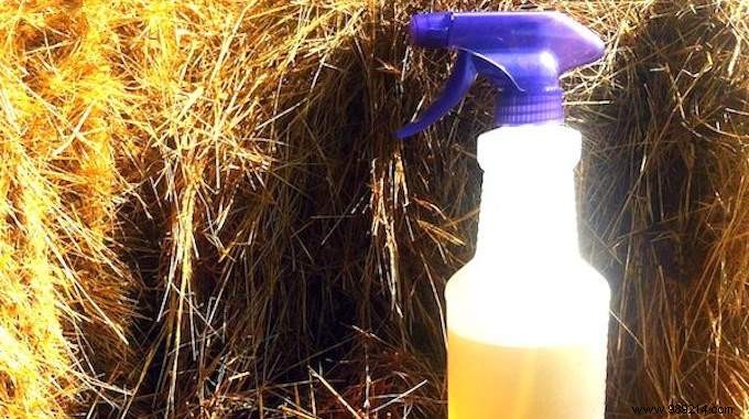 DIY Natural Fly Repellent: Simple, Effective Kitchen Recipe