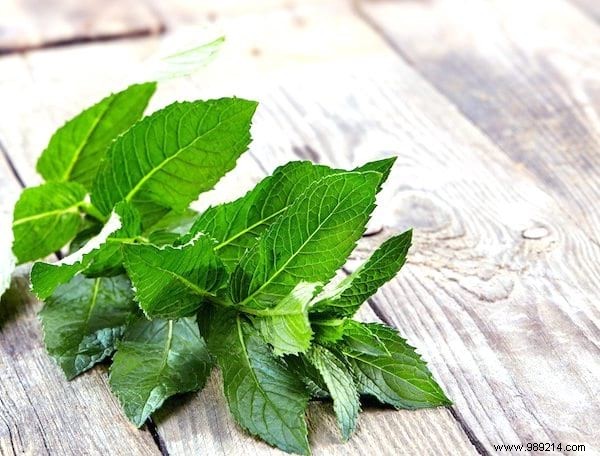 DIY Natural Fly Repellent: Simple, Effective Kitchen Recipe