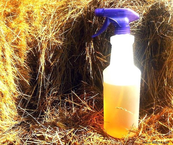 DIY Natural Fly Repellent: Simple, Effective Kitchen Recipe