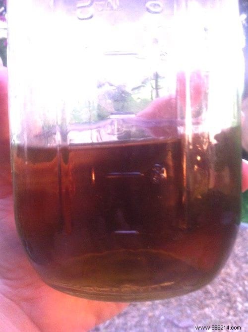 DIY Natural Fly Repellent: Simple, Effective Kitchen Recipe