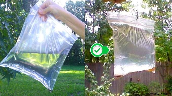 Proven Natural Fly Repellent: Farmer-Tested Water Bag Trick with Yellow Coins