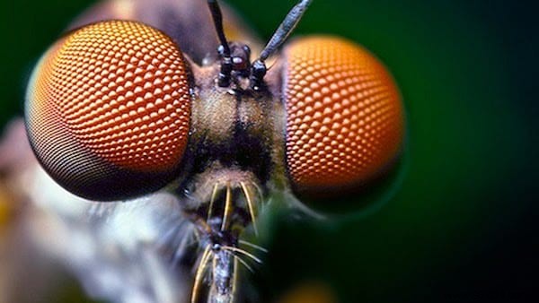 Proven Natural Fly Repellent: Farmer-Tested Water Bag Trick with Yellow Coins