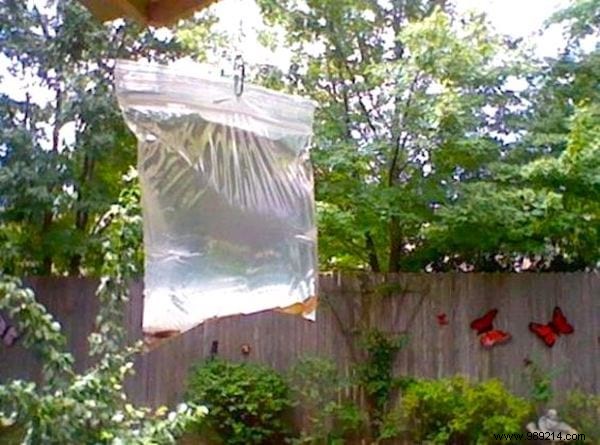Proven Natural Fly Repellent: Farmer-Tested Water Bag Trick with Yellow Coins