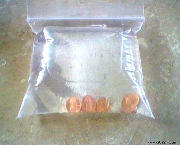 Proven Natural Fly Repellent: Farmer-Tested Water Bag Trick with Yellow Coins