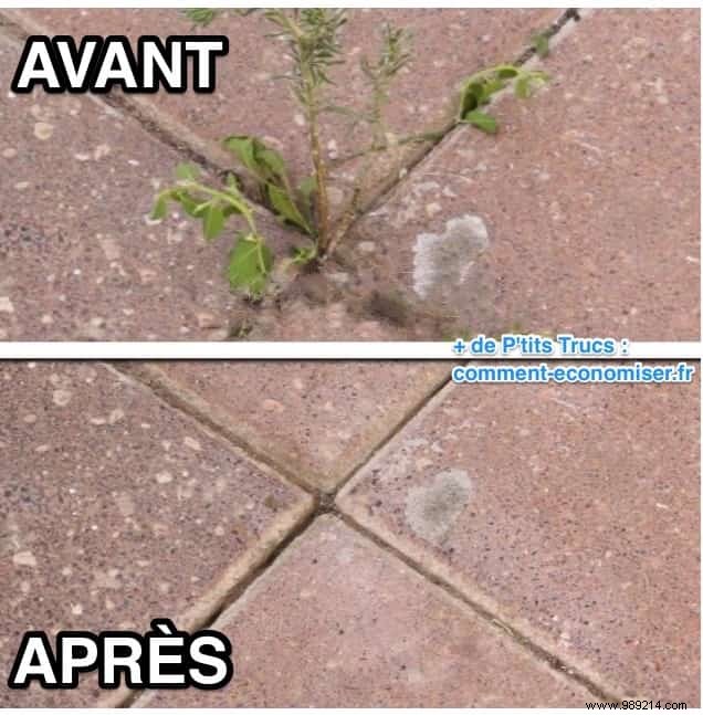 10 Proven White Vinegar Hacks for a Thriving Garden: Expert Tips from Seasoned Gardeners