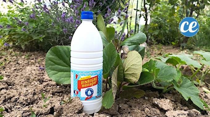 10 Proven White Vinegar Hacks for a Thriving Garden: Expert Tips from Seasoned Gardeners