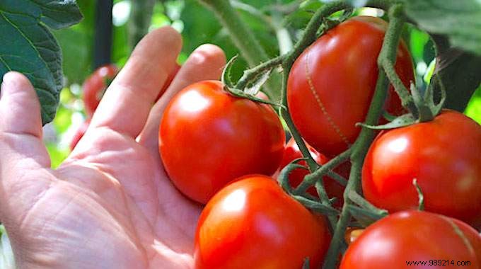 Expert Guide: How to Plant Tomatoes for Thriving 2-Meter Plants